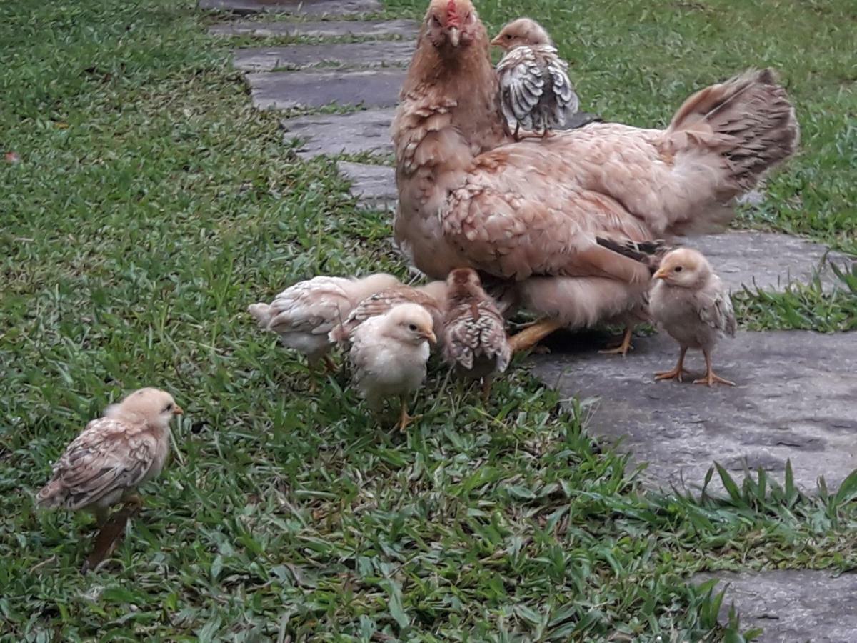 Pousada Chácara Pacheco Visconde de Mauá Exterior foto